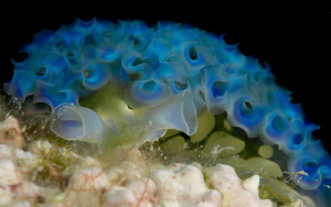 Lettuce sea slug Bonaire DC by John Roach 
